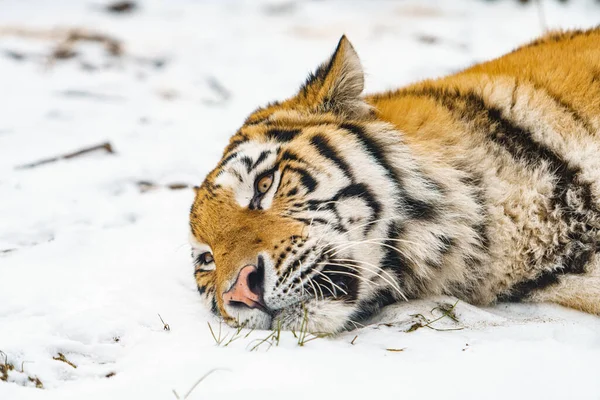 タイガーは雪の中に横たわっていた 雪の上の美しい野生のシベリアトラ — ストック写真