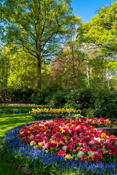 Színes Tavaszi Virágok Parkban Tulipán Virágok Területen — Stock Fotó
