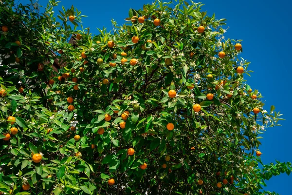 Clementinas Amadurecendo Árvore Contra Céu Azul Árvore Tangerina Laranjas Uma — Fotografia de Stock