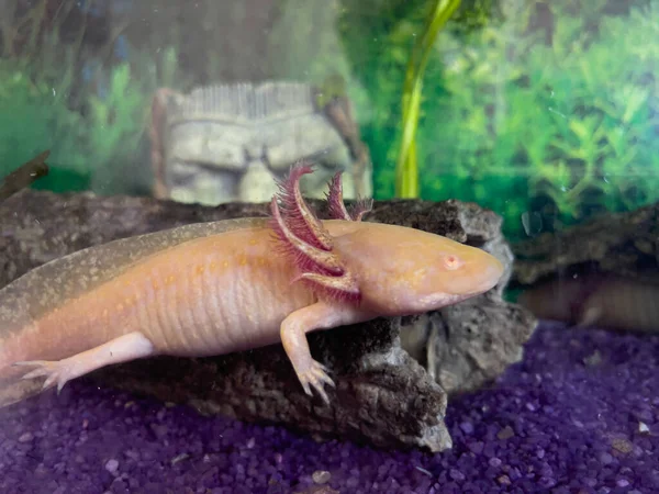 small Axolotl (Ambystoma mexicanum) walking on a grass in aquarium