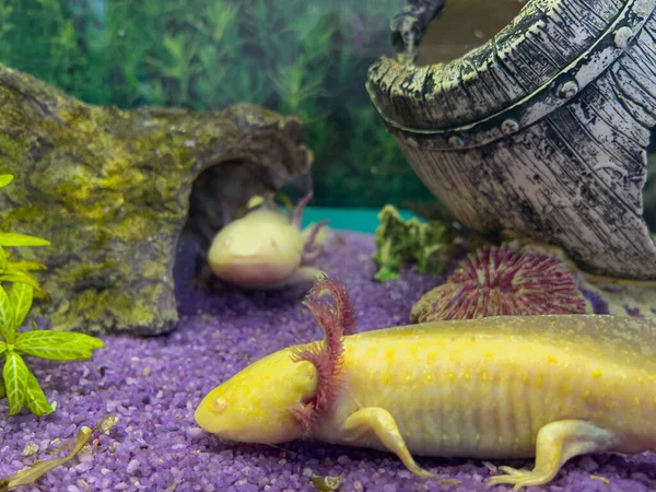 Axolotl Mexikanska Undervattens Vandrande Fisk Salamander Akvarium — Stockfoto