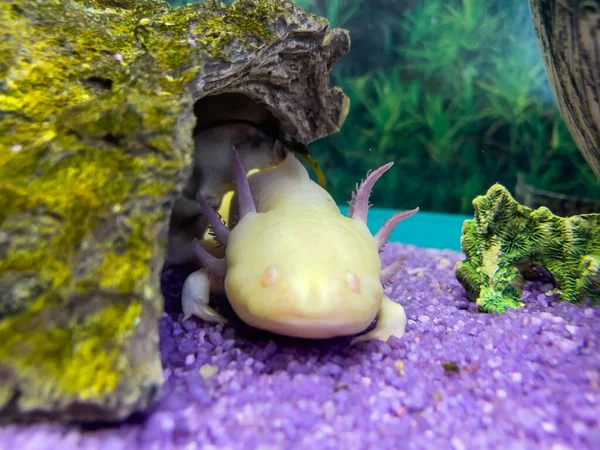 水族館の水中Axolotlの肖像画 Ambystoma Mexicanum メキシカンウォーキングフィッシュ — ストック写真