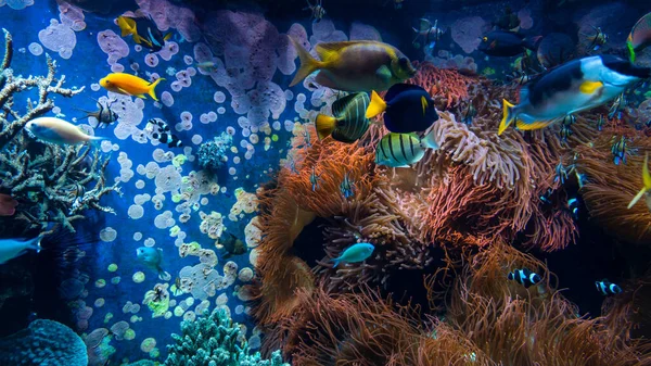 Peces Tropicales Agua Azul Con Arrecife Coral —  Fotos de Stock