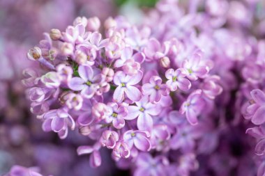 Bahar çiçeği. Çiçek açan leylak çalısı