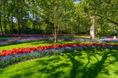 Çiçek açan Avrupa Bahçe, Keukenhof park. Hollanda