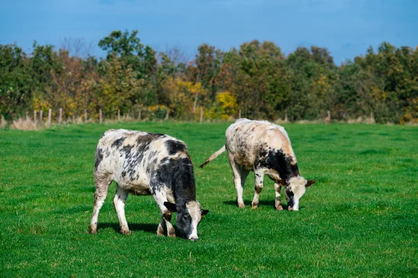 Mléčné Krávy Pasoucí Svěží Zelené Pastvině — Stock fotografie