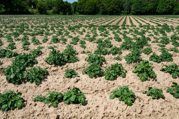 Green Field Potato Crops Row — Stock Photo, Image