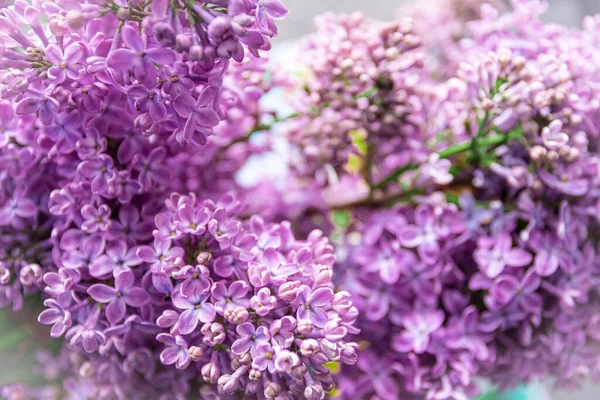 Lila Orgonavirág Virágzik Kertben Tavaszi Háttér — Stock Fotó