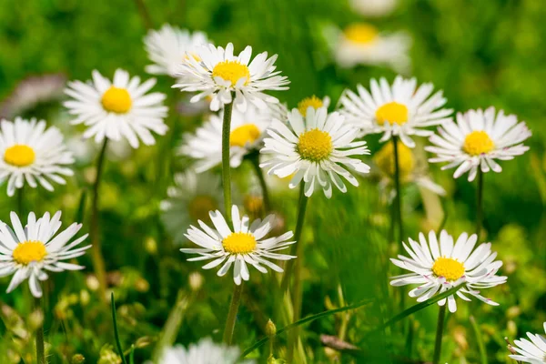 Beautiful Chamomile Flowers Meadow Spring Summer Nature Scene — Stock Photo, Image