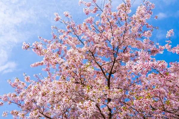 Weiße Und Rosa Blüten Schöne Naturszene Mit Einem Blühenden Baum — Stockfoto