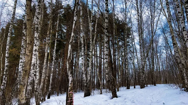 Χειμερινό Τοπίο Χιονισμένες Σημύδες Στο Πάρκο — Φωτογραφία Αρχείου