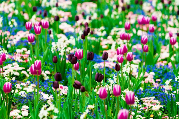 Blossoming Tulips Early Morning Sunlight — Stock Photo, Image