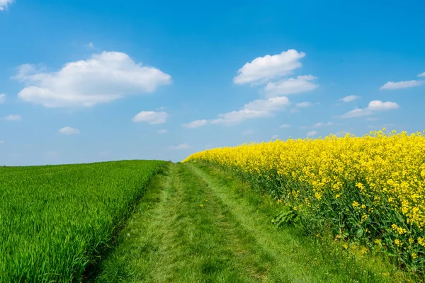 Εξοχή Τοπίο Canola Και Πράσινα Πεδία — Φωτογραφία Αρχείου