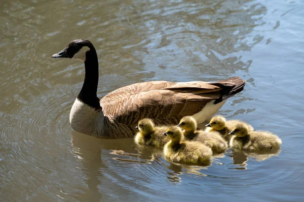 母親とアヒルの家族が川の上にいる アヒルの家族からの水鳥 — ストック写真