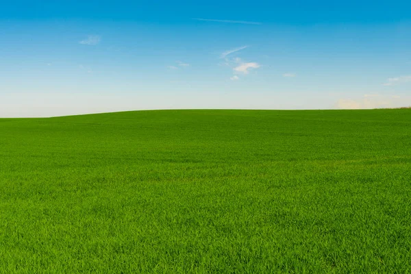 牧歌的な草原 緑のフィールドを圧延 背景に青い空と白い雲 — ストック写真