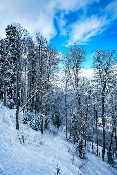 冬の森のパノラマ雪に覆われたモミの木 — ストック写真