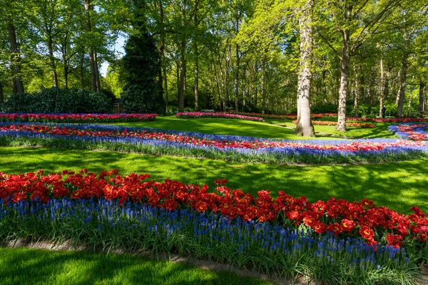 Parkta Renkli Bahar Çiçekleri Tarlada Lale Çiçekleri — Stok fotoğraf