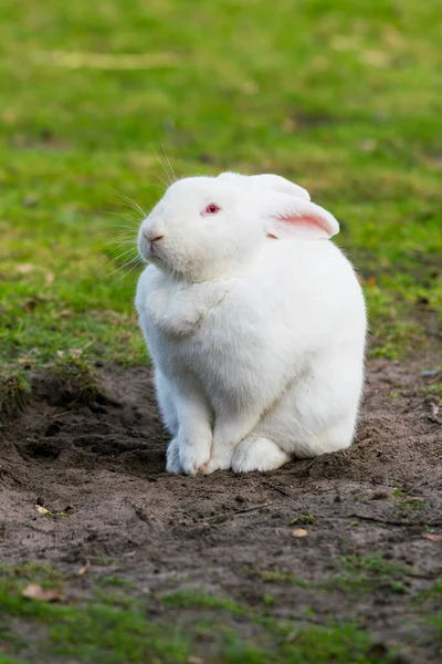 Lapin Blanc Lapin Sur Champ Herbeux — Photo