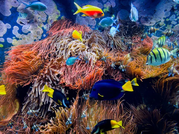 Peces Tropicales Arrecife Coral —  Fotos de Stock