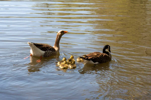 Mother Her Family Ducks Out River Waterfowl Duck Family — Foto de Stock
