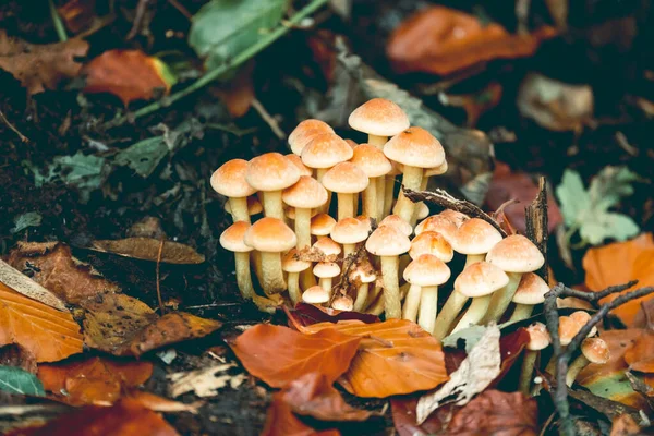 Perto Cogumelos Comestíveis Mel Agarics Uma Floresta — Fotografia de Stock