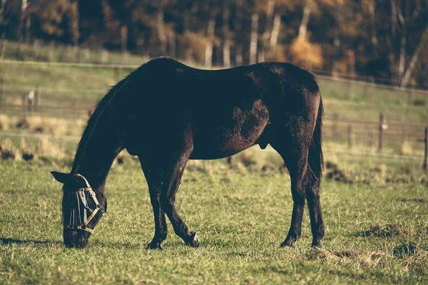 Horse Pasture Farm Chestnut Horse Standing Outdoor — Stockfoto