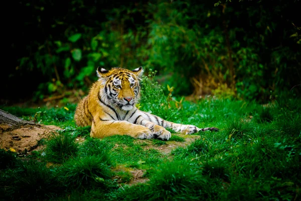 Тигр Лежащий Зеленой Траве — стоковое фото