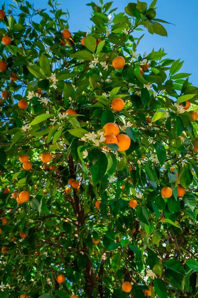 Clementinas Amadurecendo Árvore Contra Céu Azul Árvore Tangerina Laranjas Uma — Fotografia de Stock