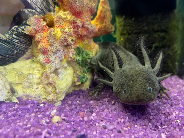 Axolotl Salamandra Messicana Subacquea Pesci Acquario — Foto Stock