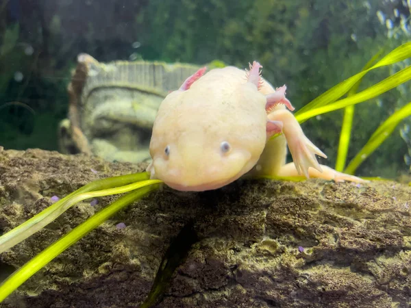 Undervattens Axolotl Porträtt Ett Akvarium Ambystom Mexikanska Mexikansk Vandrande Fisk — Stockfoto