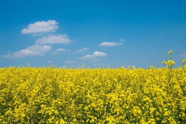 Rapeseed Field Blue Sky Embodiment Ukrainian Flag — стоковое фото