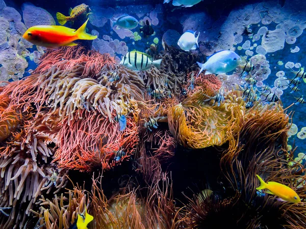 Escena Submarina Vida Acuario Colorida Vibrante —  Fotos de Stock
