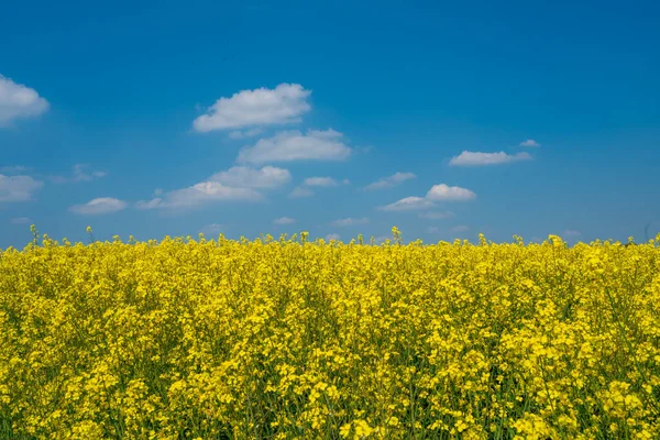 Yellow Rapeseed Field Flowering Farmland Countryside Spring Landscape Blue Sky — Stockfoto