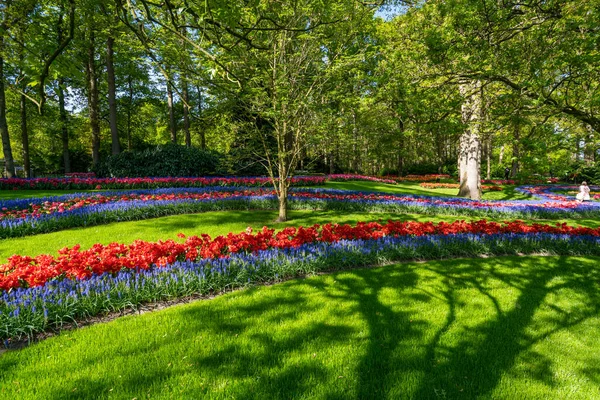 Çiçek Açan Avrupa Bahçe Keukenhof Park Hollanda Stok Resim