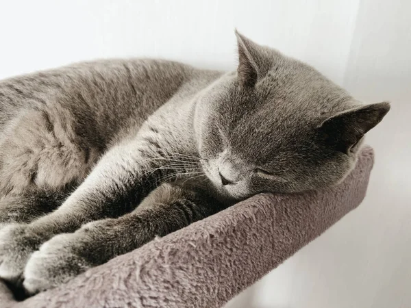 Die Britisch Kurzhaar Junge Niedliche Katze Schlafen Stockbild