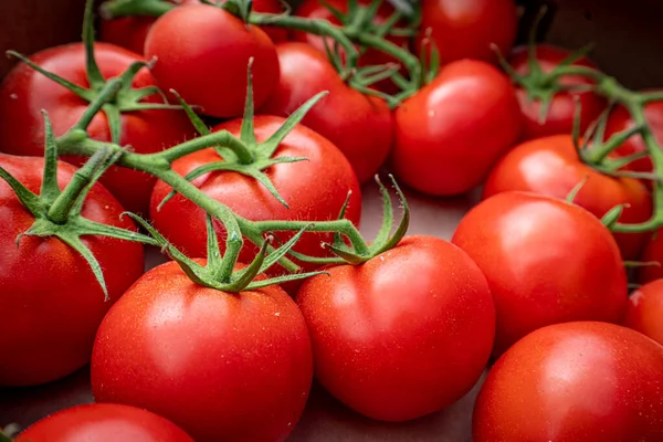 Ekologisk Tomat Närbild Vegetabilisk Bakgrund Ovanifrån Stockbild