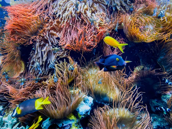 Cena Subaquática Com Recife Coral Peixes Tropicais Fotos De Bancos De Imagens