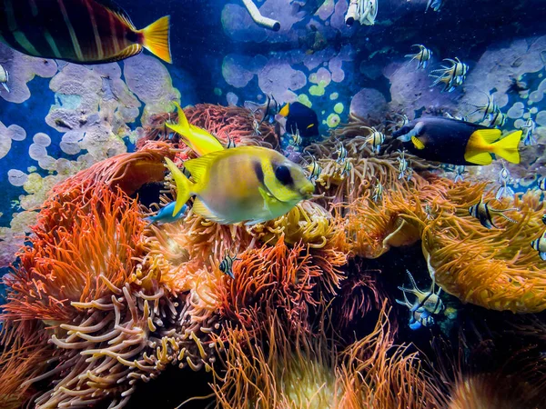 Undervattensscen Med Korallrev Och Tropisk Fisk Stockfoto