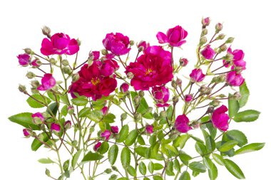 pembe tomurcukları çiçek izole bush