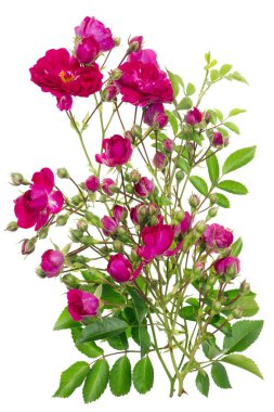 pembe Gül tomurcukları