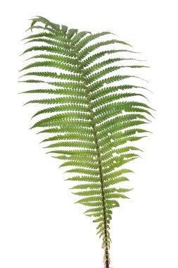 fern gerçek orman yaprağı izole