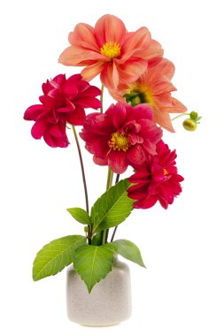 minimalist buket - mini dahlia kırmızı çiçekler