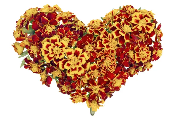 Heart from French Marigold — Stock Photo, Image