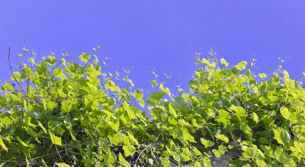 Las ramas de la vid tienden al sol — Foto de Stock