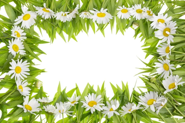Daisies meadow frame concept — Stock Photo, Image