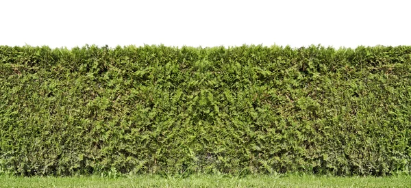 Fragmento de uma cerca rural hedge — Fotografia de Stock