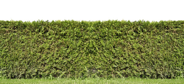 Fragment of a rural fence hedge