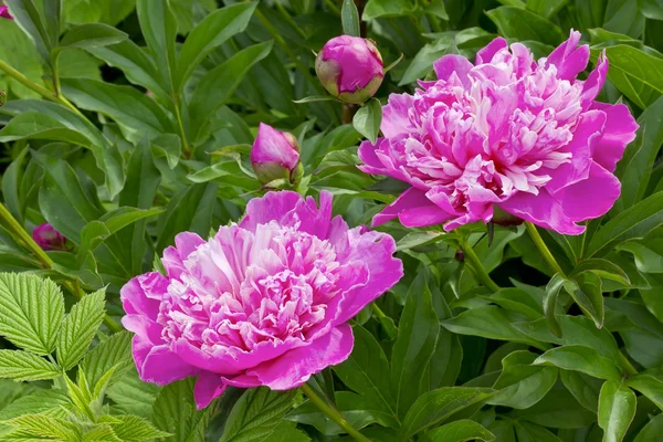 Lumière rose des pivoines d'été — Photo