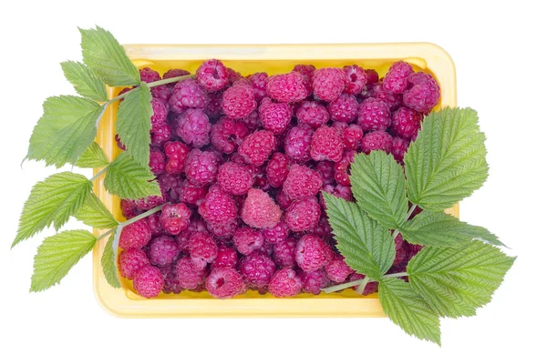 Real summer raspberries — Stock Photo, Image