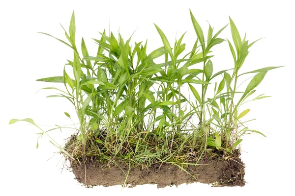 Fragmento isolado de campo não cultivado real — Fotografia de Stock